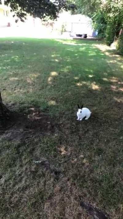 Scout loves the backyard. Binkies for days!