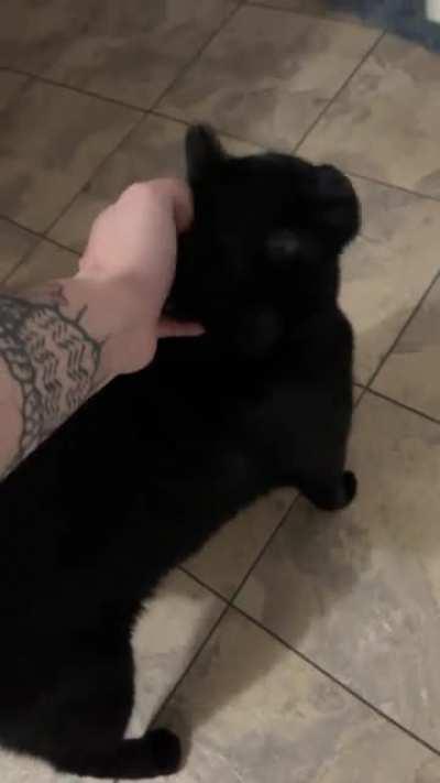 This is Squid trying to tell me he needs more attention