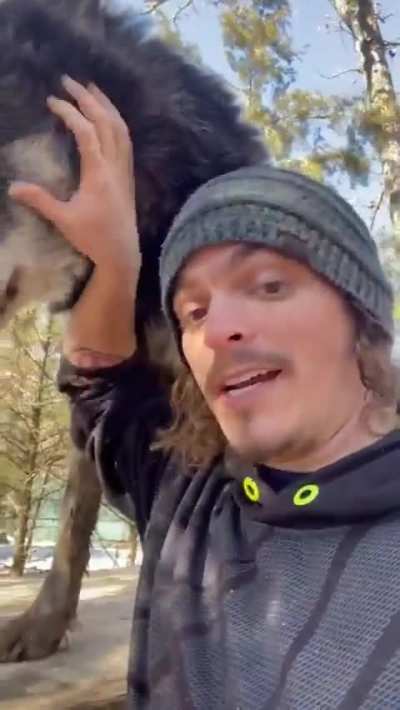 Wolves are highly social animals. The bonds they form are literally a matter of life and death to them. they take them seriously