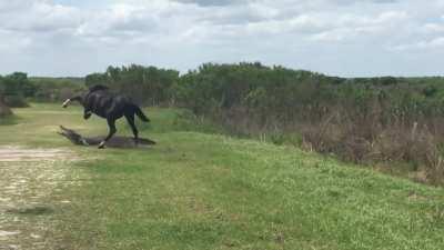 Horse attacks an Alligator basking in the sun