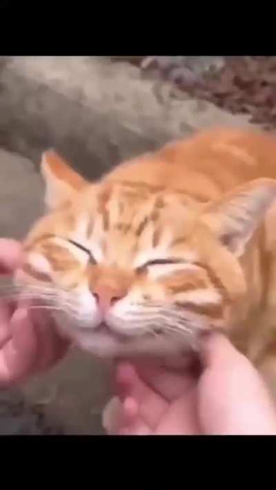 plz come back funni animal sub