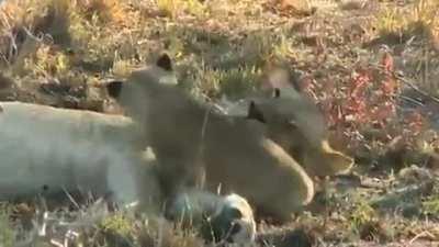 🔥 Cub cuddling with mom 🔥