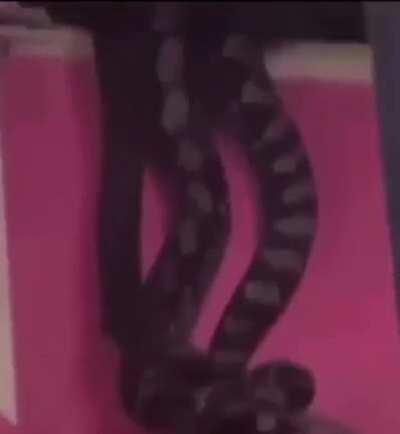 I think the snake on the roof was small!