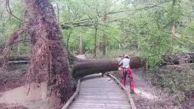 Seems like something that happens in Tom & Jerry.