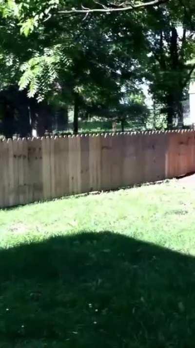 He was so proud to show off his new Stella-proof fence...