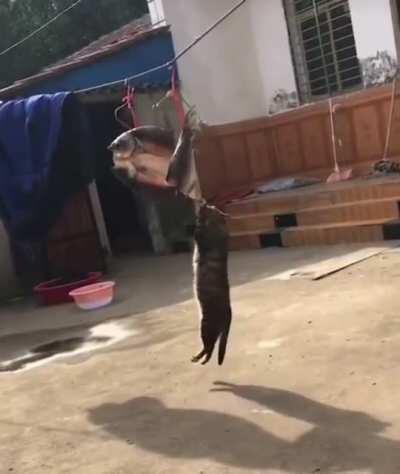 Hungriest of all the kitties