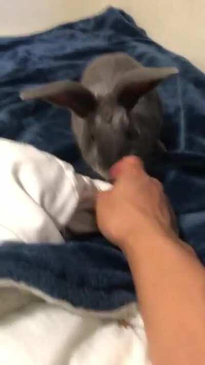 Garbanzo does zoomies