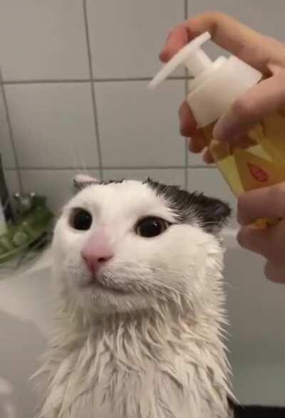 MY CAT LOVE BATHE