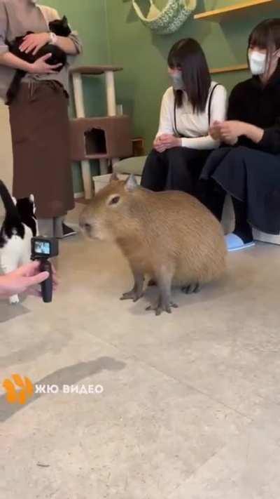 Would you like to visit a capybara cafe?