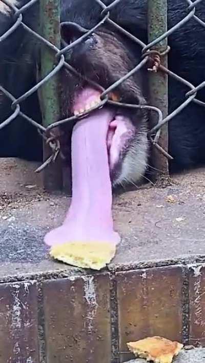 Bear just wants his snack