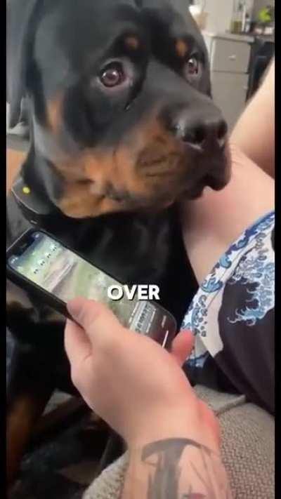 Dog's reaction to feedback on him from doggy daycare