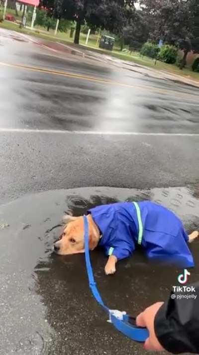 Lab vs puddle
