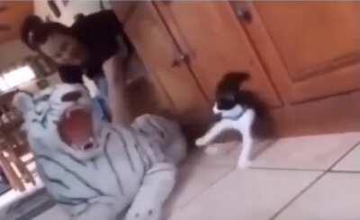 Kitty lost about 3 of those 9 lives he has from that heart attack he just had