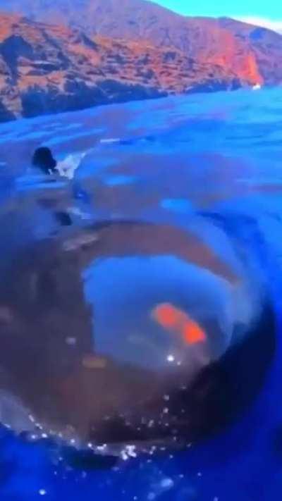 🔥 Great white shark appears out of nowhere