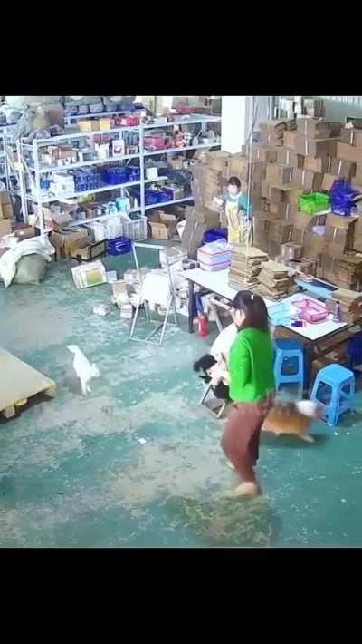 Cat Comes To Help Little Dog That Was Being Bullied