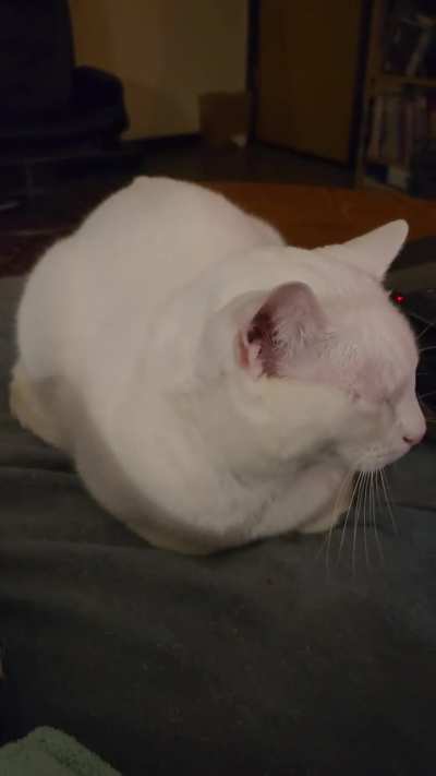 Loafing meows of starvation