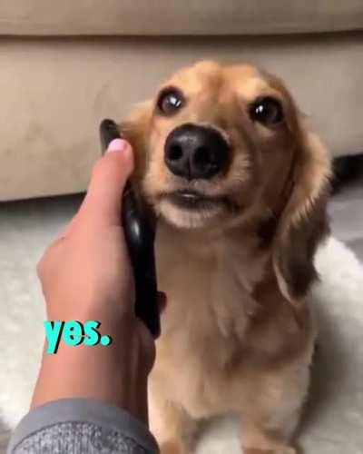 Pawsibly misdialed...