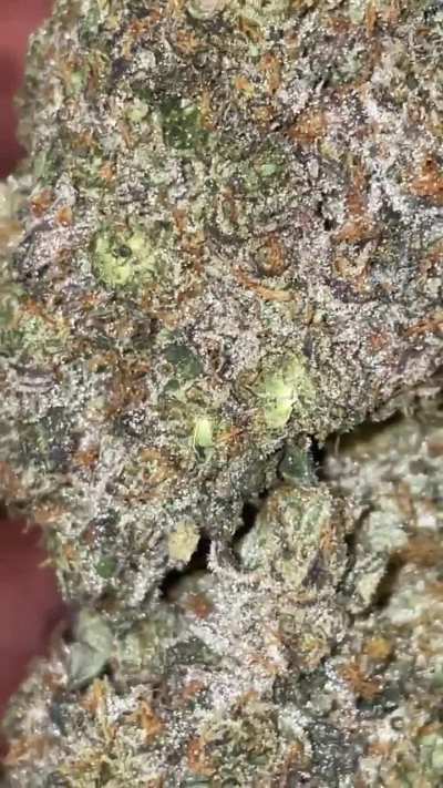 Black Death tuna 10/10 Indica