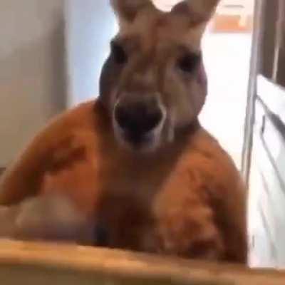 American here; is this genuinely the day in the life of an Aussie?