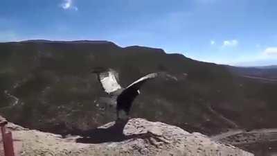 An Andean Condor being released