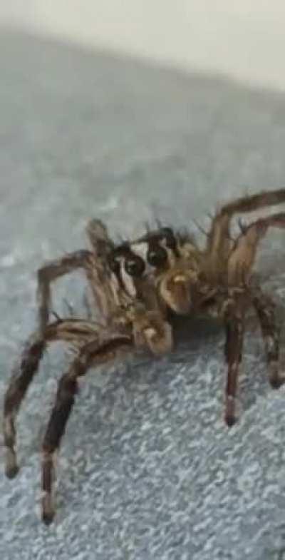 Didn’t know this sub existed. Met this little cutie in Japan.