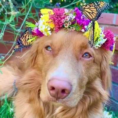 Хороший мальчик, король огорода