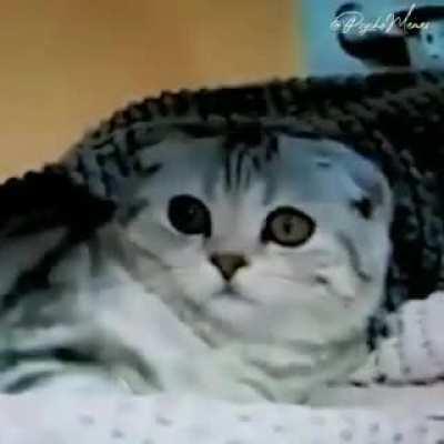 WatchTheCatDieInside