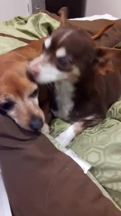 Chihuahua won't stop kissing her sister