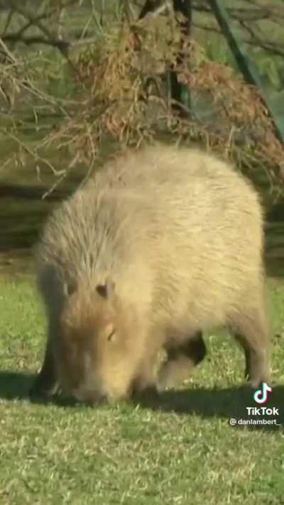 They won't stop to pull up 😎