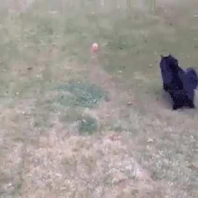 Cat fetch