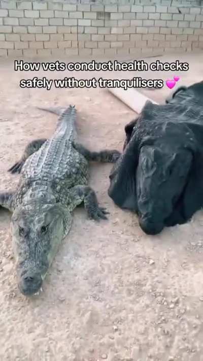 Being A Crocodile Vet