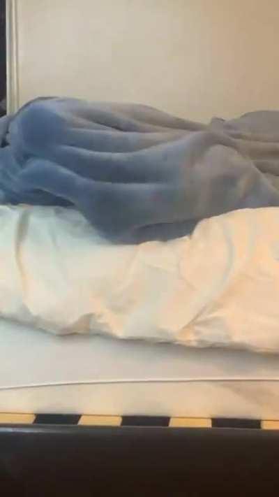 My pup never grew out of his blanket phase.