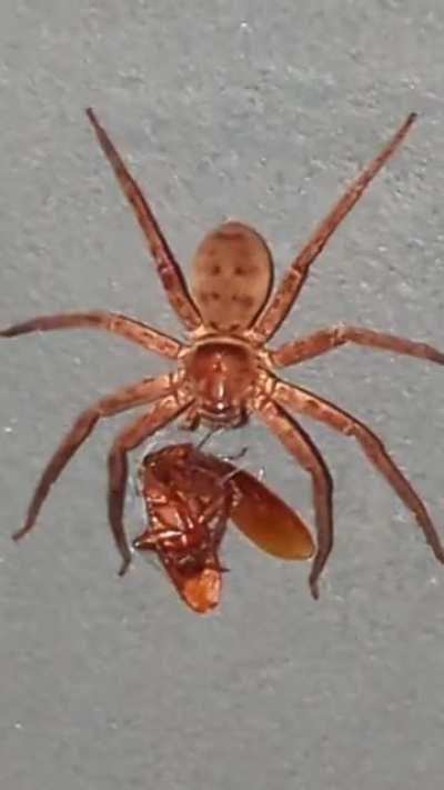 Spider feasting on cockroach head in my backyard (Straya)
