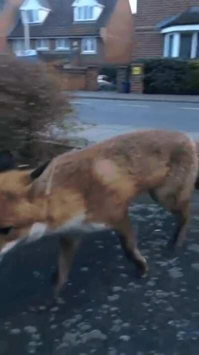 Getting too close to a wild fox wcgw.