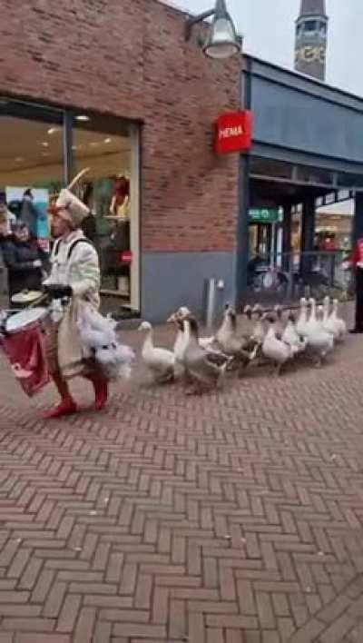 Goose parade in The Netherlands..