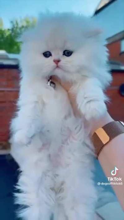 Animals before and after bath