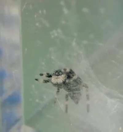 Thanks, I hate Papa Smurf spider