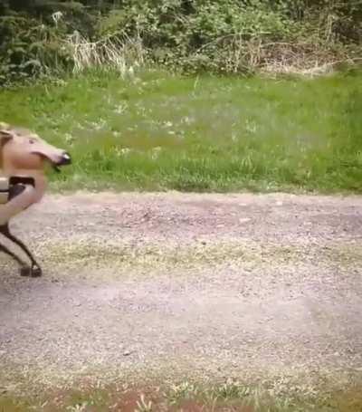 Boston dynamics upgrade.