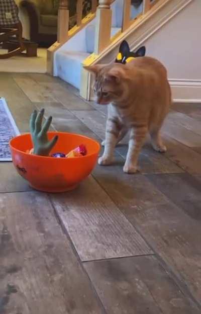 One Startled Brain Cell