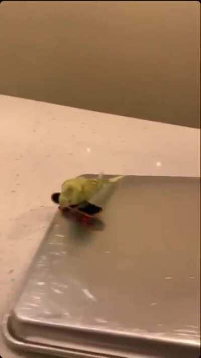 Teaching my baby how to skateboard. He’s very cool