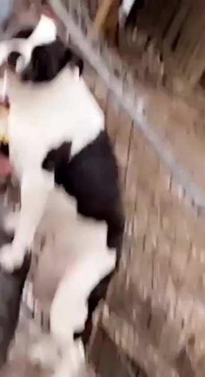 I think he's doing this intentionally