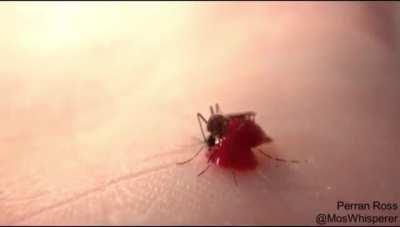 to “bite of more than it can chew”