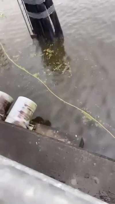 To save the fish