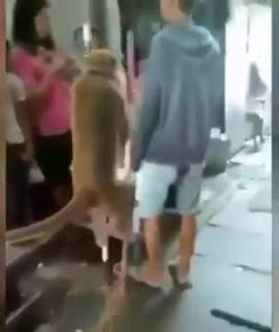 MONKEE NOOOOO YOU GONN FALLLL NOOOOO