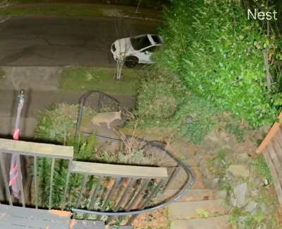 Coyote & raccoon meet in the middle