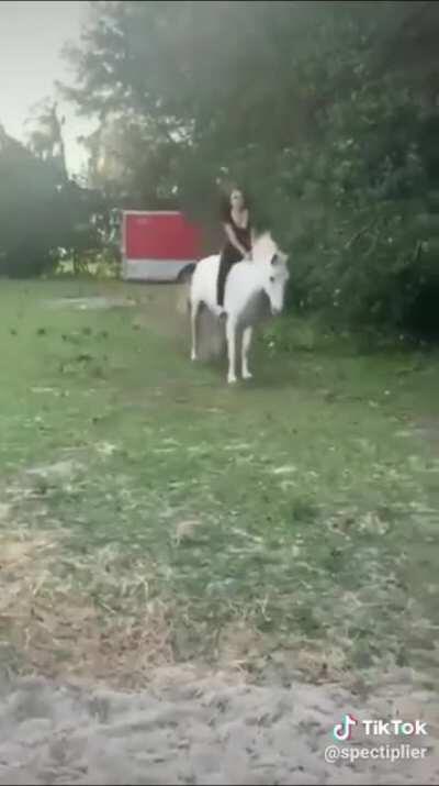 Todd is right, horses are assholes