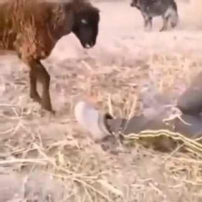 Kid vs Goat