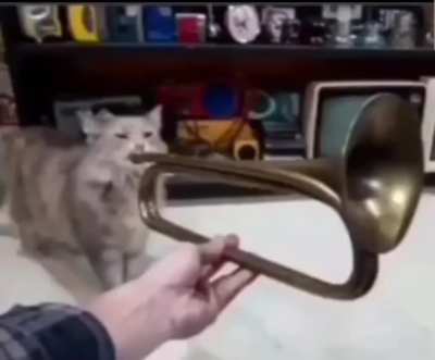 🎺 mewzik