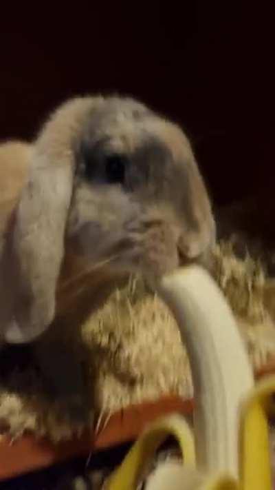 Lena loves her morning nanas. Those ears just get me