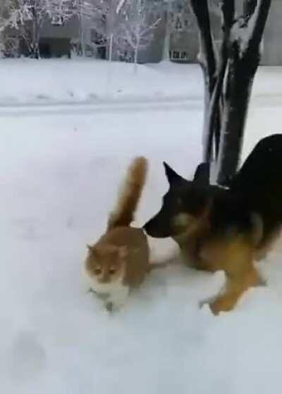 Cat's first time in the snow with a friend